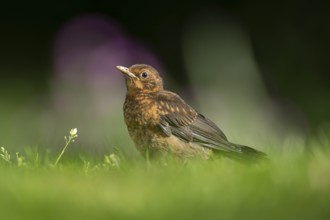 Eurasian blackbird (Turdus merula) juvenile baby fledgling garden bird on a grass lawn in summer,
