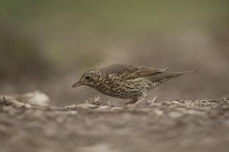 Song thrush (Turdus philomelos) adult garden bird collecting grubs for food in a woodland in