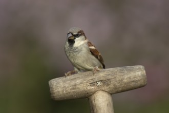 House sparrow (Passer domesticus) adult male garden bird on fork handle, England, United Kingdom