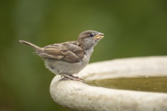 House sparrow (Passer domesticus) adult garden bird drinking water from a bird bath in summer,