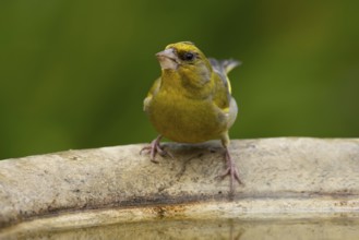Eurasian greenfinch (Chloris chloris) adult male garden bird on a bird bath in summer, England,