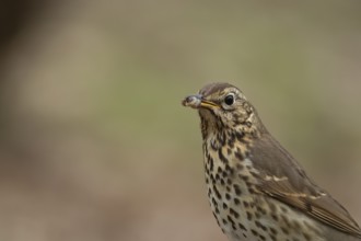Song thrush (Turdus philomelos) adult garden bird with worms for food in its beak in spring,
