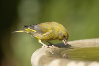 Eurasian greenfinch (Chloris chloris) adult male garden bird drinking water from a bird bath in