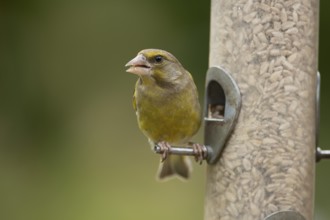 Eurasian greenfinch (Chloris chloris) adult female garden bird feeding on sunflower seed hearts