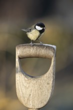Great tit (Parus major) adult garden bird on a fork handle in winter, England, United Kingdom