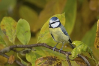 Blue tit (Cyanistes caeruleus) adult garden bird on a Magnolia tree branch amongst autumn colour