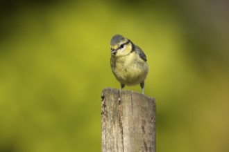 Blue tit (Cyanistes caeruleus) adult garden bird on a wood post, England, United Kingdom