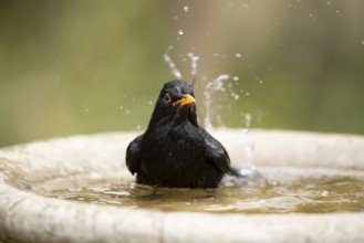 Eurasian blackbird (Turdus merula) adult male garden bird bathing in a bird bath in summer,