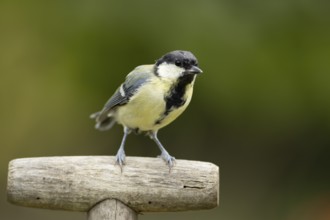 Great tit (Parus major) adult garden bird on a fork handle, England, United Kingdom