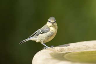 Blue tit (Cyanistes caeruleus) adult garden bird on a bird bath in summer, England, United Kingdom