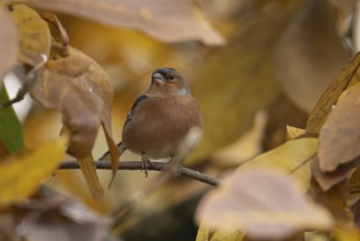 Eurasian chaffinch (Fringilla coelebs) adult male garden bird in a Magnolia tree with autumn colour