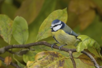 Blue tit (Cyanistes caeruleus) adult garden bird in a Magnolia tree with autumn colour leaves,