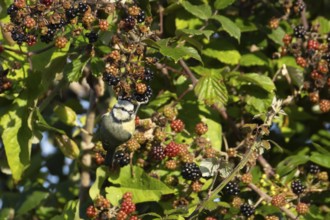 Blue tit (Cyanistes caeruleus) adult garden bird on bramble blackberries in a hedgerow in summer,