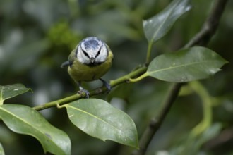 Blue tit (Cyanistes caeruleus) adult garden bird on a Holly tree branch, England, United Kingdom