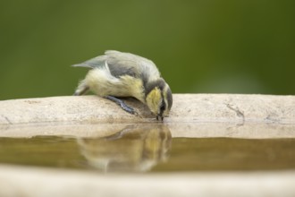 Blue tit (Cyanistes caeruleus) adult garden bird drinking water from a bird bath in summer,