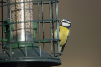 Blue tit (Cyanistes caeruleus) adult garden bird on a bird seed feeder, England, United Kingdom