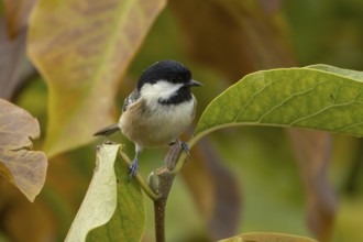 Coal tit (Periparus ater) adult garden bird in a Magnolia tree with autumn colour leaves, England,