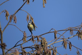 Blue tit (Cyanistes caeruleus) adult garden bird feeding on Alder tree catkins in winter, England,
