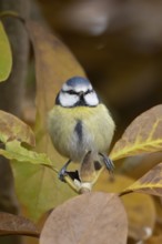 Blue tit (Cyanistes caeruleus) adult garden bird in a Magnolia tree with autumn colour leaves,