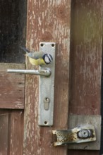 Blue tit (Cyanistes caeruleus) adult garden bird on a shed door handle, England, United Kingdom
