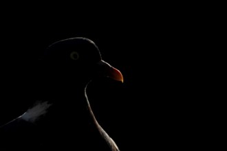 Wood pigeon (Columba palumbus) adult garden bird head portrait rim lit in summer, England, United