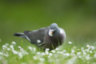 Wood pigeon (Columba palumbus) adult garden bird on a grass lawn with daisy flowers in summer,