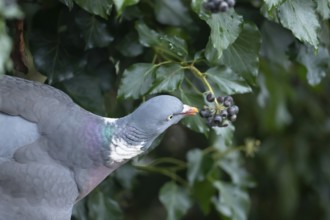 Wood pigeon (Columba palumbus) adult garden bird eating Ivy tree berries in winter, England, United