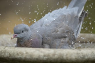 Wood pigeon (Columba palumbus) juvenile squab garden bird bathing in a bird bath in summer,