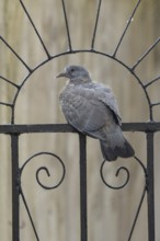 Wood pigeon (Columba palumbus) adult garden bird on a metal gate in summer, England, United Kingdom