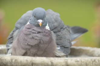 Wood pigeon (Columba palumbus) adult garden bird bathing in a bird bath in spring, England, United