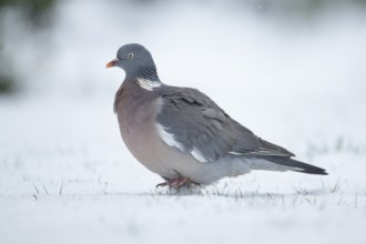 Wood pigeon (Columba palumbus) adult garden bird on snow in winter, England, United Kingdom