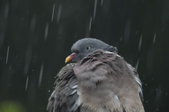 Wood pigeon (Columba palumbus) adult garden bird in a rain storm in summer, England, United Kingdom