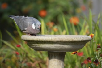 Wood pigeon (Columba palumbus) adult garden bird drinking water from a bird bath in summer,