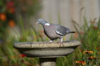 Wood pigeon (Columba palumbus) adult garden bird on a bird bath in summer, England, United Kingdom