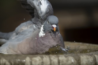 Wood pigeon (Columba palumbus) adult garden bird bathing in a bird bath in summer, England, United