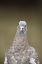 Wood pigeon (Columba palumbus) juvenile squab garden bird head portrait in summer, England, United
