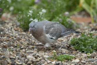 Wood pigeon (Columba palumbus) juvenile squab garden bird on a shingle area in summer, England,
