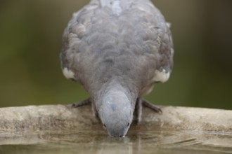 Wood pigeon (Columba palumbus) juvenile squab garden bird drinking water from a bird bath in