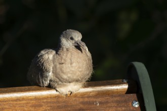 Wood pigeon (Columba palumbus) juvenile squab garden bird sitting on a wooden bench in summer,