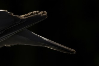 Wood pigeon (Columba palumbus) adult garden bird back and tail rim lit in summer, England, United