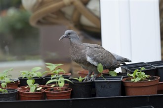 Wood pigeon (Columba palumbus) juvenile squab garden bird walking on a plant pots in summer,