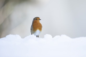European robin (Erithacus rubecula) adult garden bird on snow in winter, England, United Kingdom