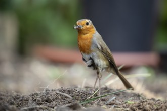 European robin (Erithacus rubecula) adult garden bird with bugs for food in its beak in summer,