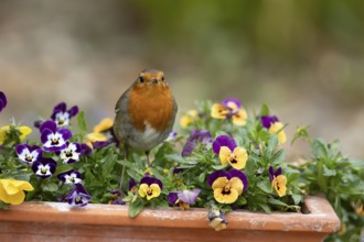European robin (Erithacus rubecula) adult garden bird on a flower pot with Pansy or Viola flowers