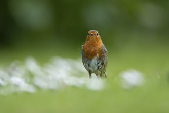 European robin (Erithacus rubecula) adult garden bird on a grass lawn with daisy flowers in spring,