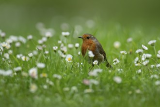 European robin (Erithacus rubecula) adult garden bird on a grass lawn with daisy flowers in summer,