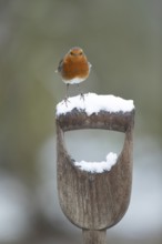European robin (Erithacus rubecula) adult garden bird on snow covered fork handle in winter,