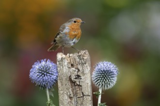 European robin (Erithacus rubecula) adult garden bird on a wooden post in summer, England, United