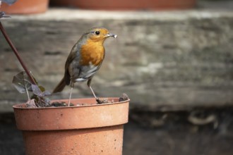 European robin (Erithacus rubecula) adult garden bird with bugs for food in its beak on flower pot