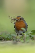 European robin (Erithacus rubecula) adult garden bird collecting nest material in its beak in